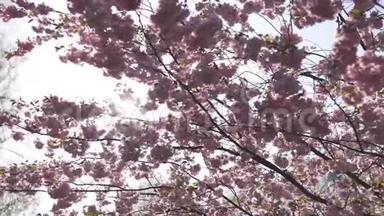 美丽的<strong>樱花樱花</strong>树在欧洲的早晨里加胜利公园-<strong>粉</strong>红色和柔和的<strong>粉</strong>彩